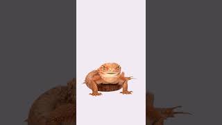Lizard... #cookie #funny #memes #funnycookie #foryou #blowup #fyp  #shorts