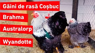 Ferma de găini Brahma, Australorp si Wyandotte din Bistrița Năsăud #brahma #găiniderasă #viatalasat