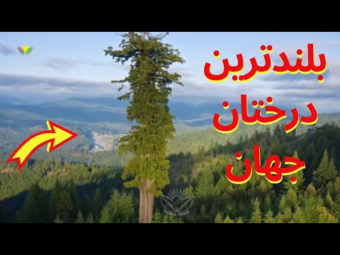 تصویری: Sequoia - بلندترین درخت جهان