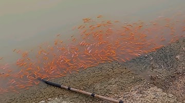 Đàn cá lạ xuất hiện rất nhiều ở kênh đông,hồ Dầu Tiếng.