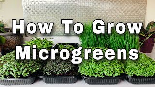 How To Grow Microgreens from Seed to Harvest