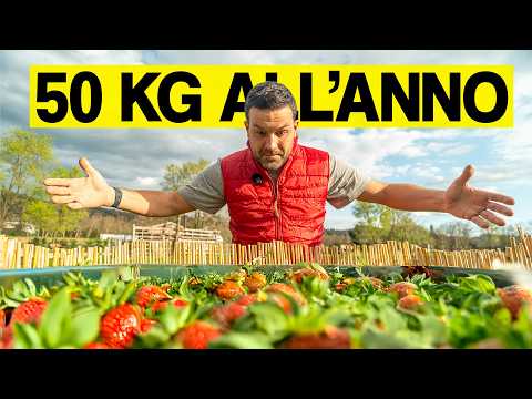Video COLTIVARE le FRAGOLE in POCO SPAZIO facendo 50KG all'ANNO