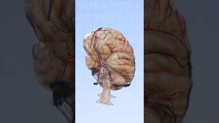 Neuroanatomy explained with 3D visualization: brain anatomy visualization #3danatomy
