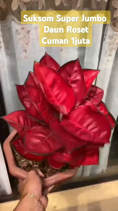 Aglaonema Suksom Jaipong lokal untuk maskot kandang silahkan | W.A : 081390562761
