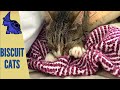 Magnificent Cat Air Biscuits, New Pets Videos - 25 | Funniest Pets | | Good Pets | Video Pets