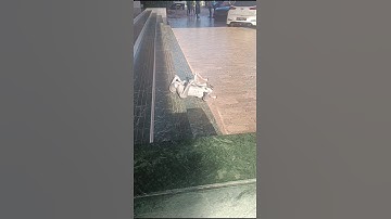 This Robot dog is awesome#youtube#shorts#robot#short#video