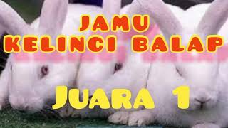 JAMU KELINCI JUARA BALAPAN ( kelinci balap)/Rabbit run race