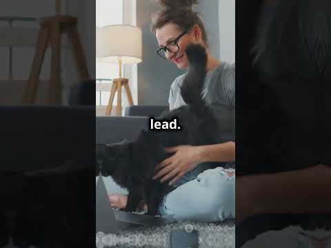 Catmia Com Domain Is For Sale