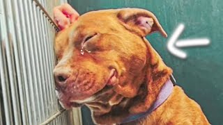 A Pit Bull Waited 1,000 Days in a Shelter… Until One Woman Changed Everything