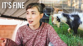 A Goat Update I Didnt Want To Make