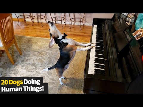 Funniest Dogs That Think They Are Human | Funny Dog Videos