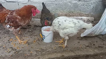 ¿Cuál es el mejor horario para darle de comer a las gallinas?