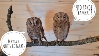 The settlement of new scops owls in the aviary to the Trunik and Vshtyrik. Very small owls