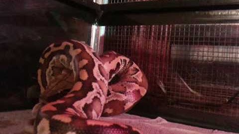 Leonidas eating his first rat.... Blood Python