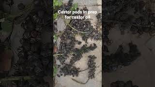 drying my castor seed for homemade castor oil