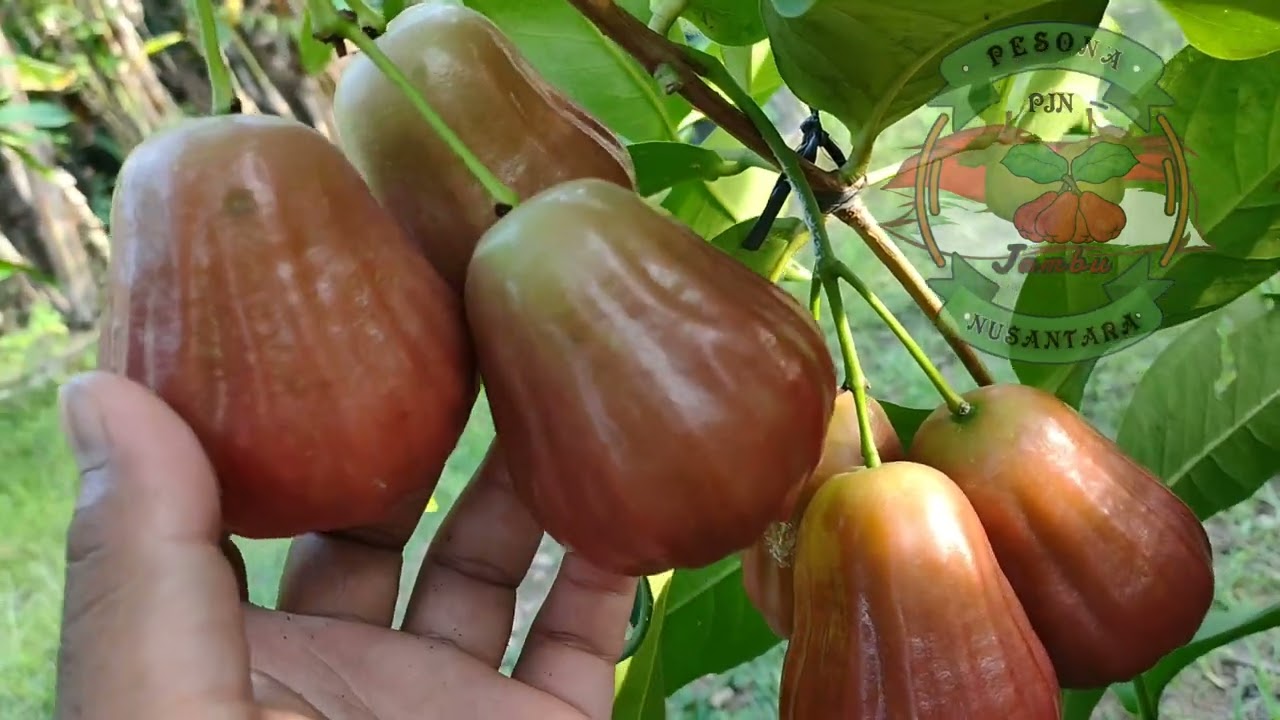 Jambu Barbie Sugar Benar-Benar Enak Rasanya