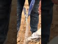 Spring Fruit Tree Grafting | Injerto primaveral | 春の果樹 接ぎ木 | 봄 과수 접목