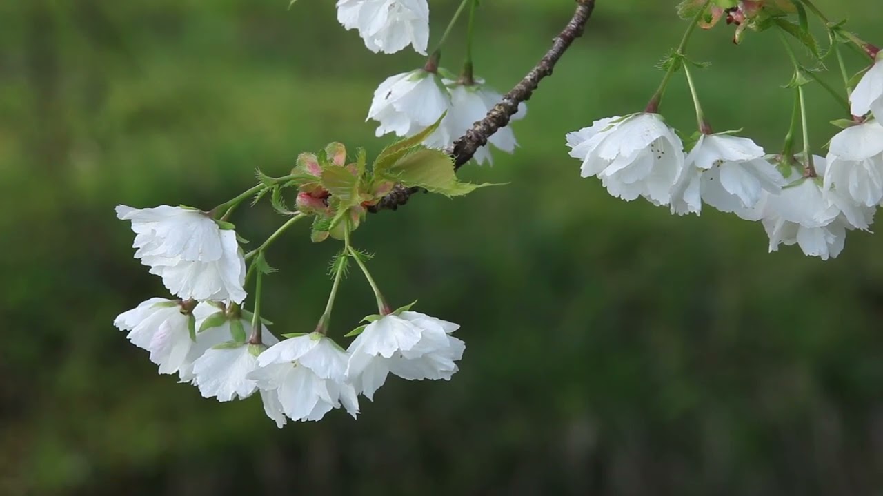 5min relaxing - Water Flowing &amp; Birds Chirping Nature Sounds in Mindful Spring Garden Meditation