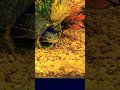 Rare moment: our shy catfish made an appearance 🐟#shorts #catfish #aquarium #shyfish #explorepage