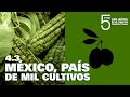 5 POR 500. MÉXICO, PAÍS DE LOS MIL CULTIVOS