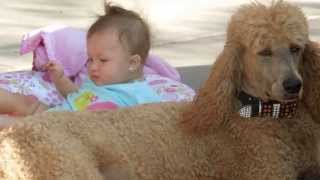 Springer Clans Standard Poodles - Penny Hanging out with Kourtney by Springer Clan Standard Poodles 514 views 10 years ago 1 minute, 14 seconds