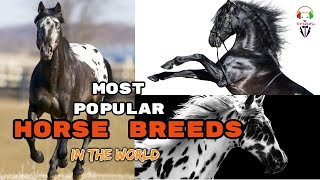 MOST POPULAR HORSE BREEDS IN THE WORLD by rtzone sl 577 views 3 years ago 13 minutes, 56 seconds