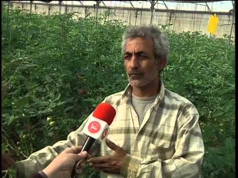 تقرير رائد عمر الزراعة المحمية في الاغوار يتهددها الخراب اذا ما لاقت الاسواق المناسبة 9 2 2014 