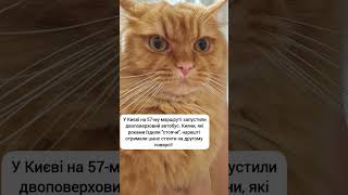 Автобус #жартиукраїнською #cat #гуморпоукраїнськи #настрій #затори #трафік