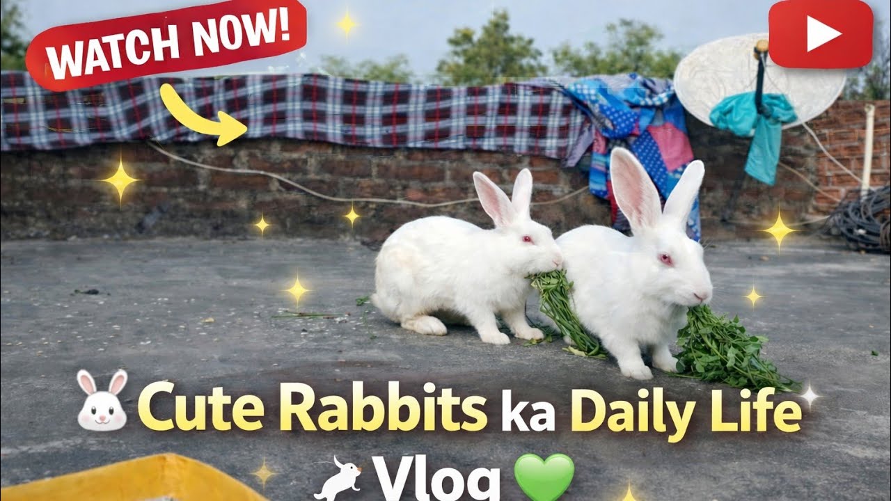 Daily rabbit video Vlog / khargosh bahut bhukha hai 