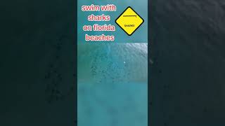 ??Swim with sharks on Florida Beaches shark florida viral