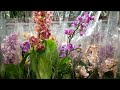 Новый завоз Орхидей на Фуд Сити 11.11. Цены ароматные)