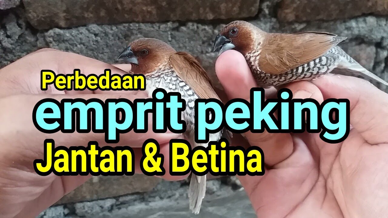 Perbedaan Emprit Kaji Jantan dan Betina: Mengenal Lebih Dekat