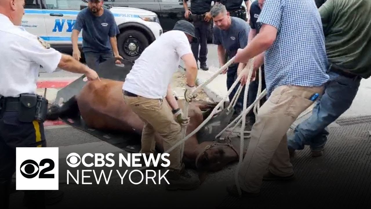 Cause of death of carriage horse who collapsed in Hell's Kitchen determined
