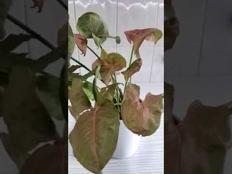 Video: Syngonium çiçəyi: təsvir, fotoşəkil, evdə qulluq