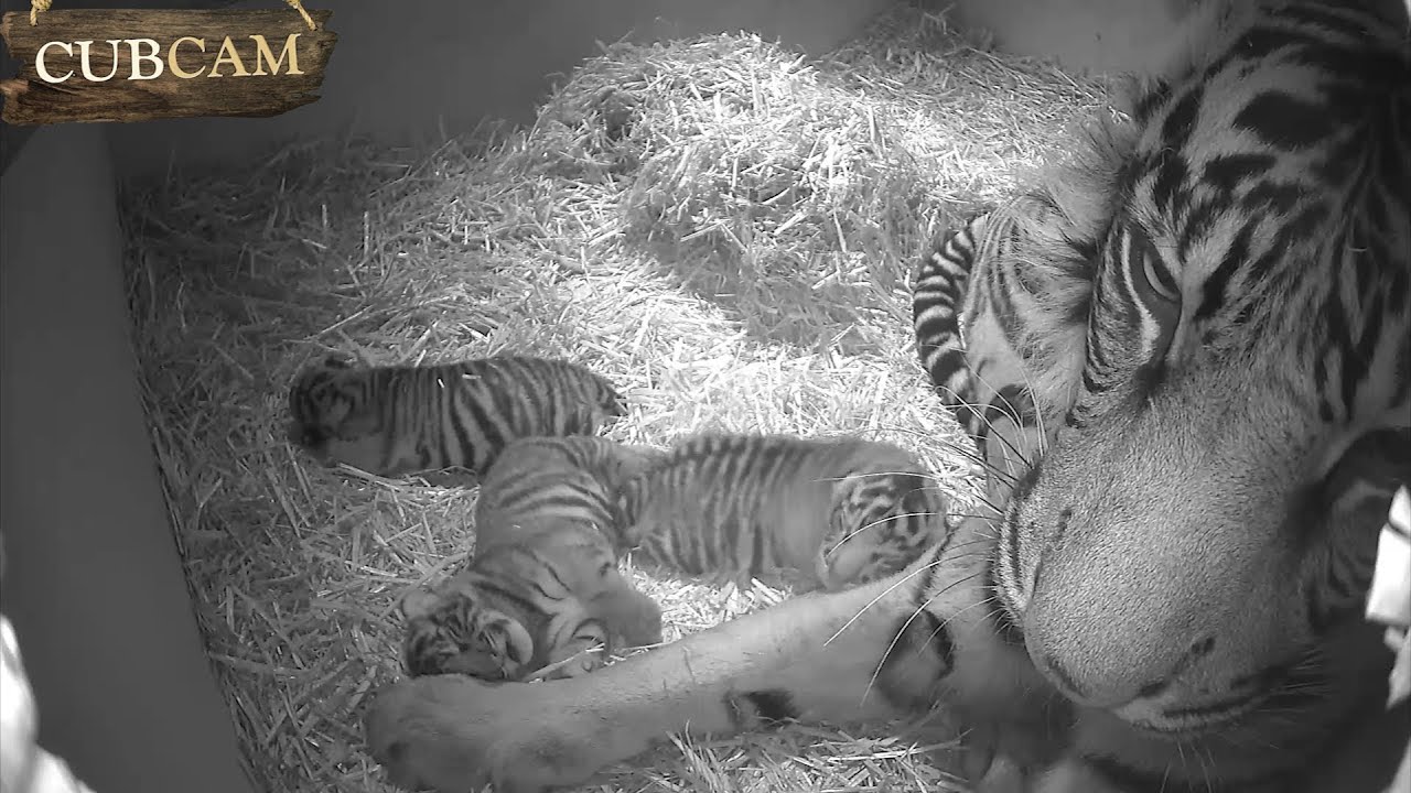 CUB CAM: Cute tiger cub triplets play together!