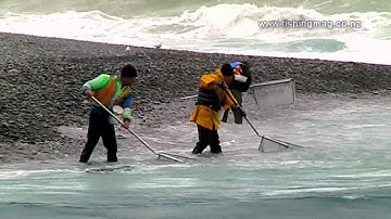 Whitebait Scoop Netting Rakaia River Mouth Fishing