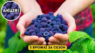 🌱 Ранньостигла синя малина, спеціально для українського клімату!🍇