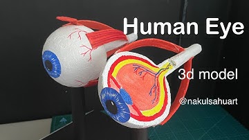 human eye model science project | 3d model for science exhibition | Biology Project  #nakulsahuart