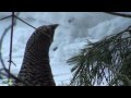 Wie Auerhühner den Winter überstehen - Beobachtungen aus dem Nationalpark Bayerischer Wald