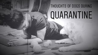 Lockdown stories: Thoughts of dogs during quarantine||dog lovers||dog stories