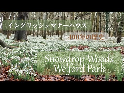 【イギリス暮らし】冬に咲く花スノードロップスの群生/400年の歴史マナーハウス