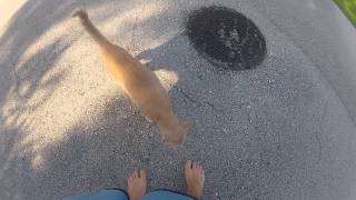 Cat chasing human