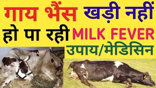 Milk fever treatment in cow& Buffalo/पशुओं में दूध बुखार का कारण, लक्षण, बचाव व उपचार/Milk fever Cow