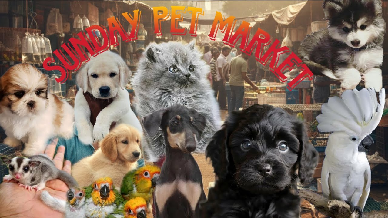 Chennai Broadway Pet Market🔥Dogs,Cats & Exotic Birds💥🐾