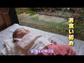 【男女双子の赤ちゃん】お食い初めの様子【育児Vlog】Cute and Funny Twin Babies Video.