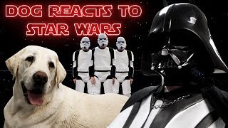 DOG REACTS TO STAR WARS!! by Dogs React 4,398 views 4 years ago 3 minutes, 43 seconds