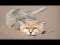 Yılanları ve Akrepleri Yiyebiliyor !! Dünyanın En Dayanıklı Kedisi : Kumlu Kedi