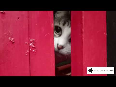 monita remix. anderbook dj. Valparaíso, Chile