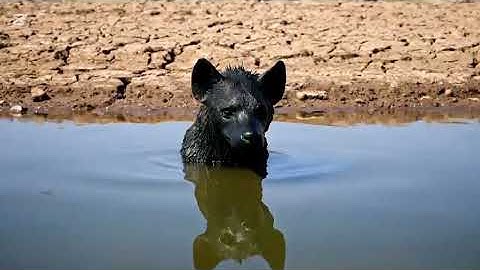 The Autonomy of the Indigestible Mechanism: A Preliminary Inquiry into the Consensus Mechanism 