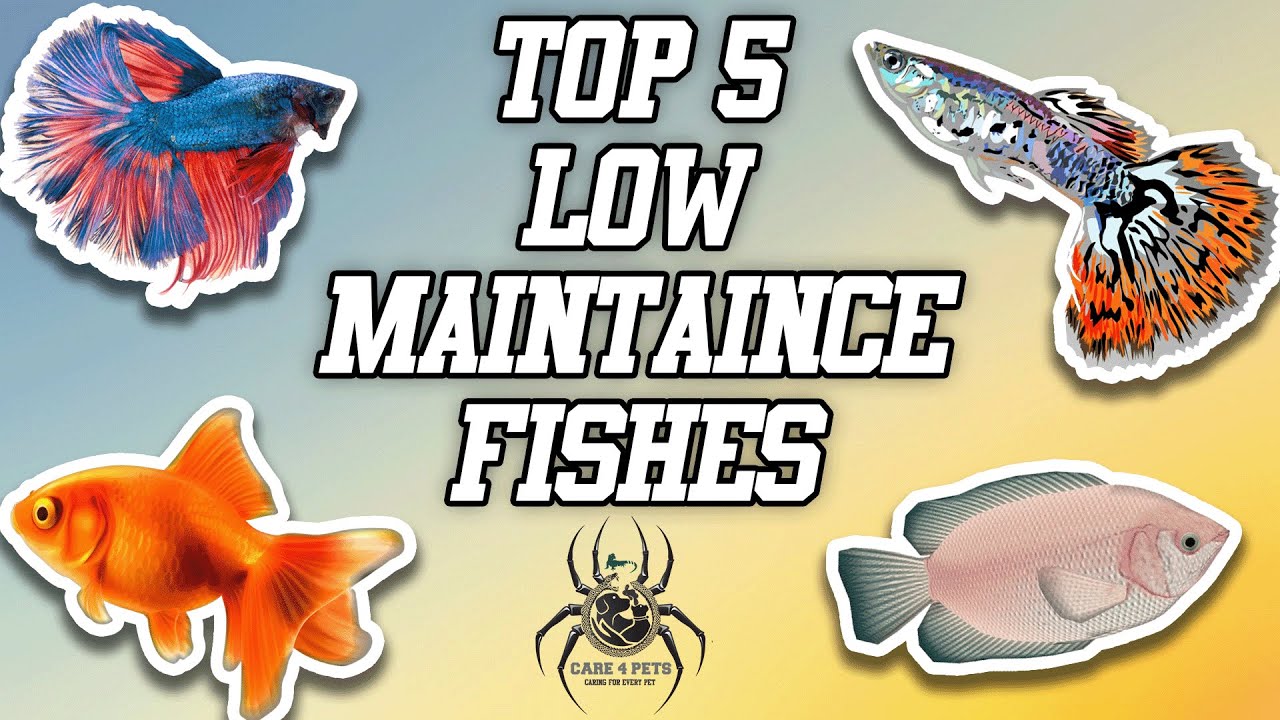 Top Budget Friendly Aquarium Fishes Low Maintenance Fishes For
